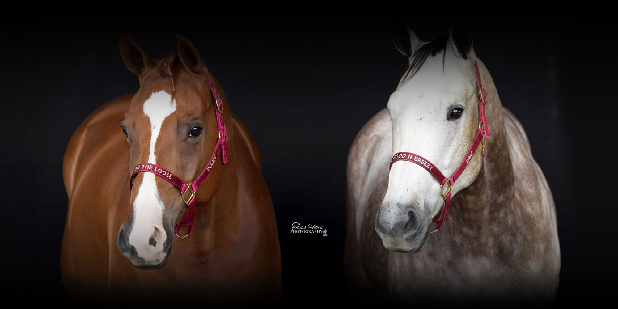 Sign Ur Neigh'm Personalised Horse Halters Custom Horse Rugs