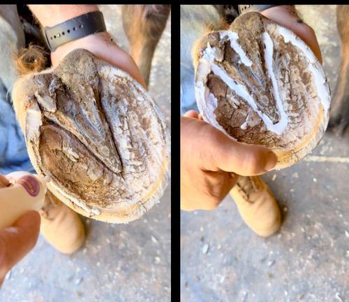 Horse Queened Thrush it - Image 2